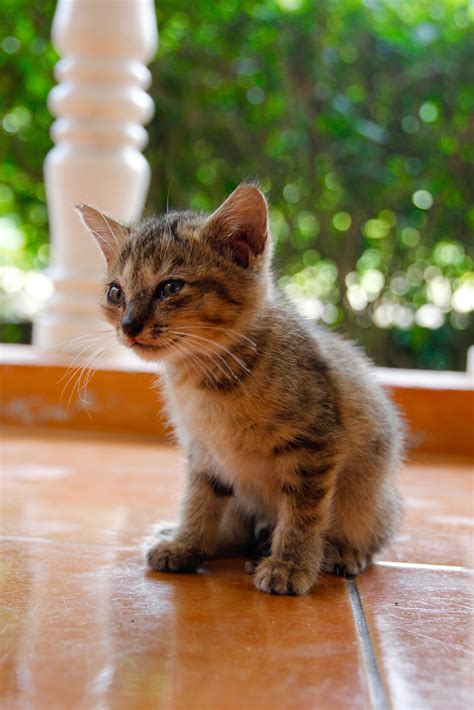 Фотографию Маленьких Кошечек – Telegraph