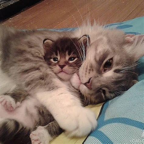 So sweet 😊 - #Sweet #x1f60a | Cute cats, Cat cuddle, Cute cats and kittens