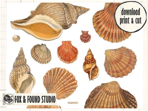 Shellfish Identification Chart | ces-cl.edu.br