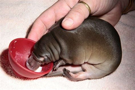 Feeding a tiny platypus baby - Cute little platypus baby eating from a ...