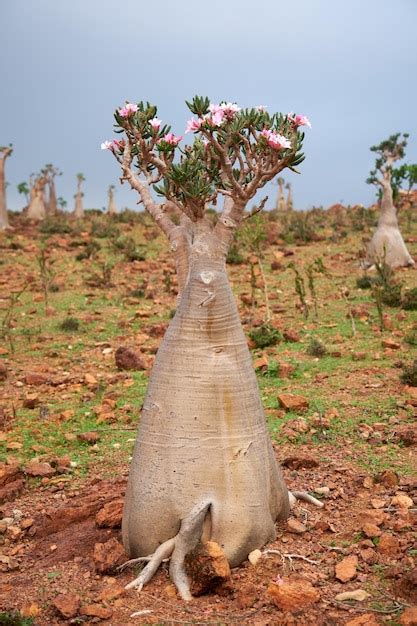 Premium Photo | Socotra strange trees cucumber tree