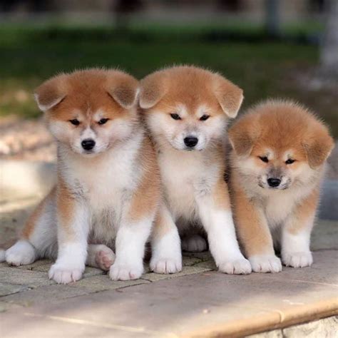 Akita Puppies