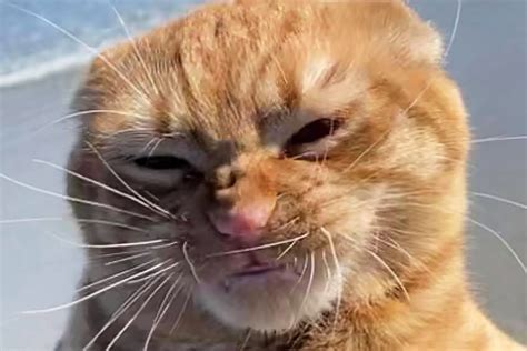 You Have To See This Cat's Reaction To the Wind at the Beach | Daily Paws