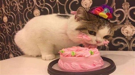 Birthday Party Cat