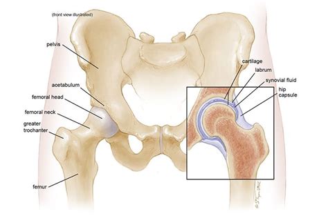 Anatomy of the Hip - MU Health Care