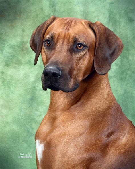 SALEM — Artemus, a nearly 3-year-old Rhodesian ridgeback, is no ...