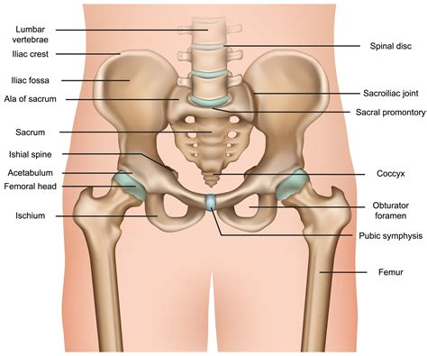 Hip Joint Diagram