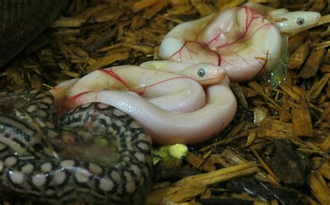 Brand new Blue-eyed Lucy Rainbow boa babies, and a neat little het as ...