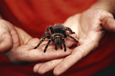 Insects and Spiders Pets Guide for Beginners