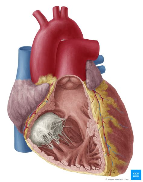 Conus arteriosus: Anatomy and function | Kenhub