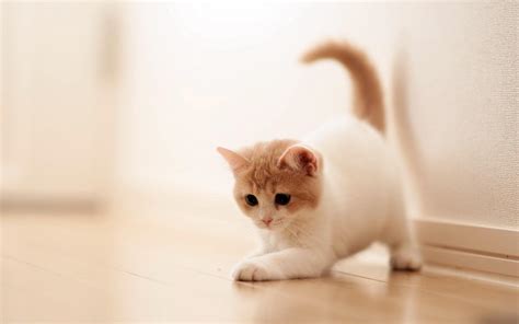 Full HD Wallpapers Of Cute Cats For Dell Laptop - Wallpaper Cave