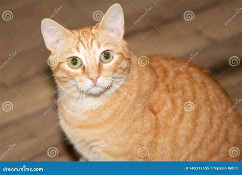 Serious Green-eyed Tabby Cat Lies Royalty-Free Stock Photo ...