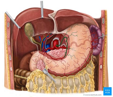 Left gastric artery: Anatomy, branches, supply | Kenhub