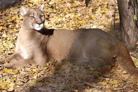 Furbearer biologist discusses North Dakota hunting, trapping seasons ...