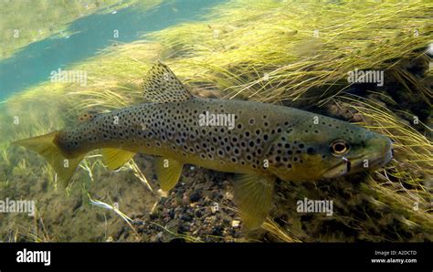 German Brown Trout High Resolution Stock Photography and Images - Alamy