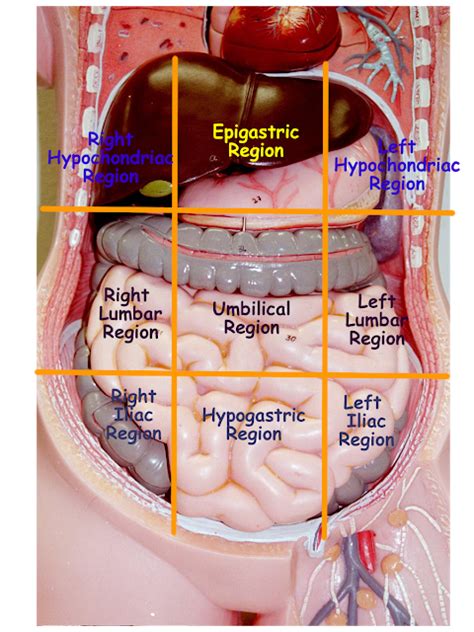 腹腔分區(abdominal region) - 小小整理網站 Smallcollation | Medical anatomy ...