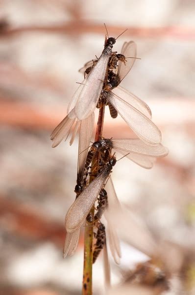 Winged Termites Eggs