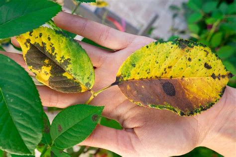 Common Plant Diseases & Disease Control for Organic Gardens