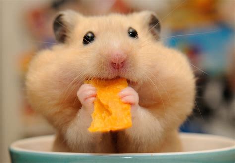 Hamster Memes Wallpapers - Wallpaper Cave