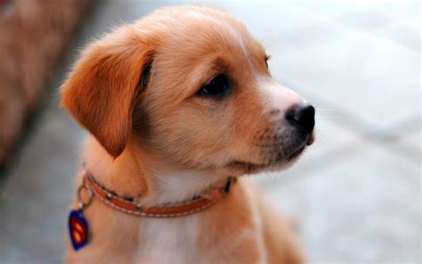 Cute Dogs Hd Wallpaper : Cute Dogs Wallpapers | Bodenowasude