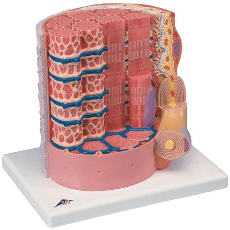 Skeletal Muscle Cell Model Labeled