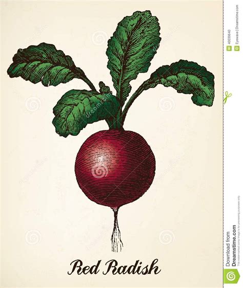 Red Radish vintage illustration vector | Vintage illustration ...