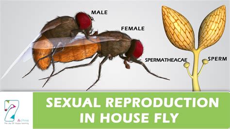 Sexual Reproduction In House Fly - YouTube