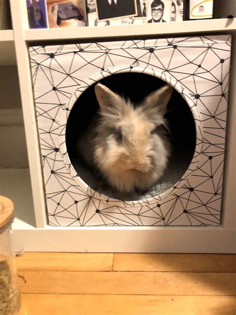 PSA: The IKEA cat beds are perfect for buns too. Took some luring at ...