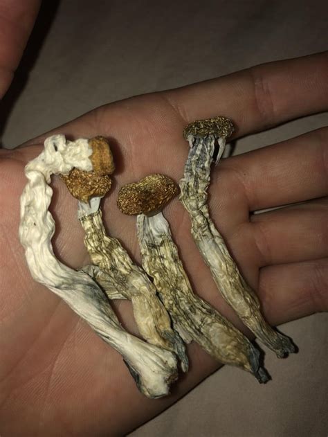 First time trying out the shrooms I grew! (3g) See you on the other ...