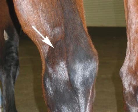 Thoroughpin in Horses - Tenosynovitis or effusion of Tarsal Sheath