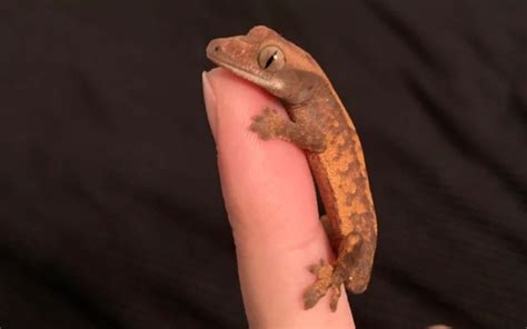 Baby Crested Gecko Care Guide! - Reptile Maniac