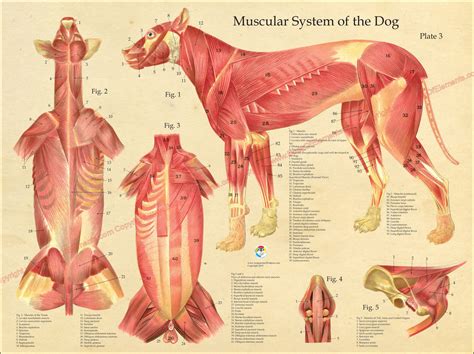 Dog Muscular Anatomy Poster 18" X 24" – Body of Elements