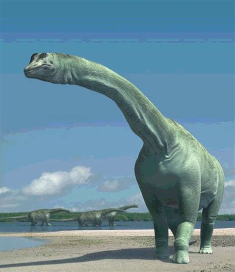 Paralititan Dinosaur, Dinosaur Photos | Paralititan Gallery