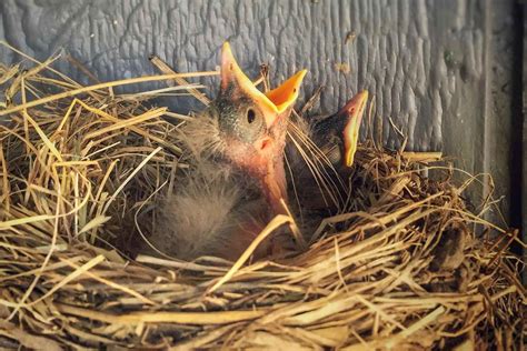 Baby Birds Hatching