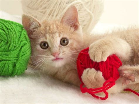 Why Do Kitties Like to Play with Yarn? | Kittens Whiskers