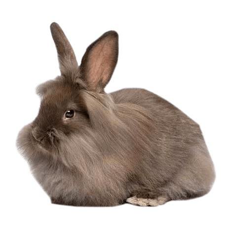 Dwarf Rabbits Lionhead