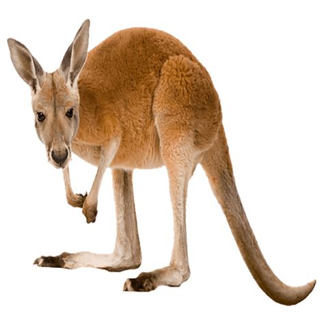 Kangaroo PNG Images (Transparent HD Photo Clipart) | Red kangaroo ...