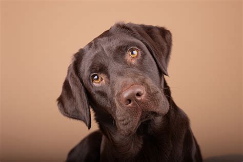 Wachstum und Entwicklung – Wann ist ein Labrador ausgewachsen ...