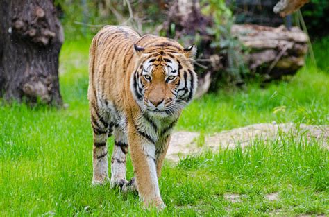 Orange and Black Bengal Tiger Walking on Green Grass Field during ...