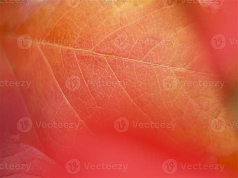 Leaf Close Up Stock Photos, Images and Backgrounds for Free Download