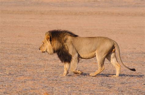 Black Mane Lion Walking | Fotos de leones, Felinos, Animales