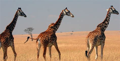 Maasai Mara National Reserve, Kenya - Journeys by Design