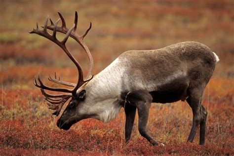 Caribou/Reindeer | Caribou, Caribou animal, Canadian wildlife