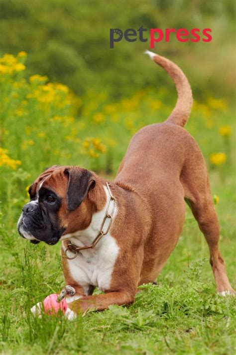 Boxer Dog Exercise: The Ultimate Guide to a Healthy Canine