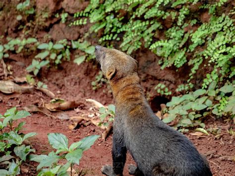 Tayra wild animal 3752071 Stock Photo at Vecteezy