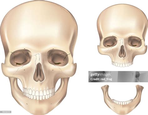 Human Skull Front View