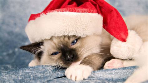 Cute Christmas Cat Wallpapers - Top Free Cute Christmas Cat Backgrounds ...