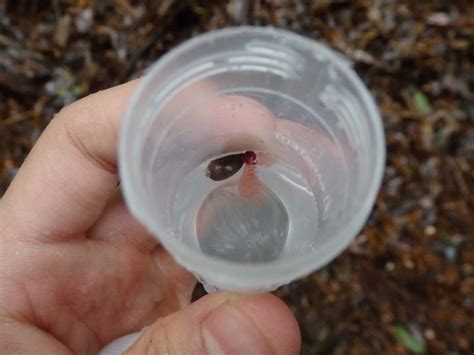 Blood-sucking leeches can help scientists map biodiversity