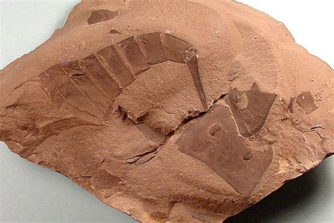 Eurypterid 4 - Cochise College Geology