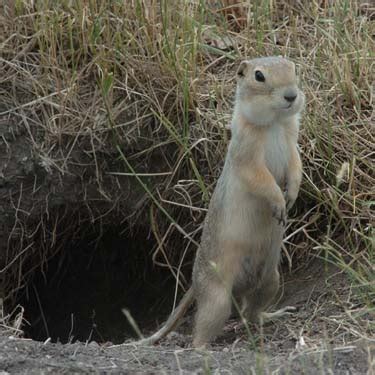 Gophers - Wildlife Control | Removal | Damage Repair